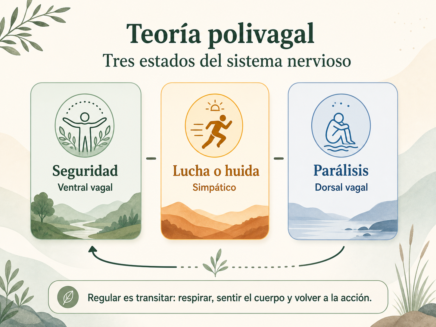 Infografía de teoría polivagal con los estados de seguridad, lucha o huida y parálisis